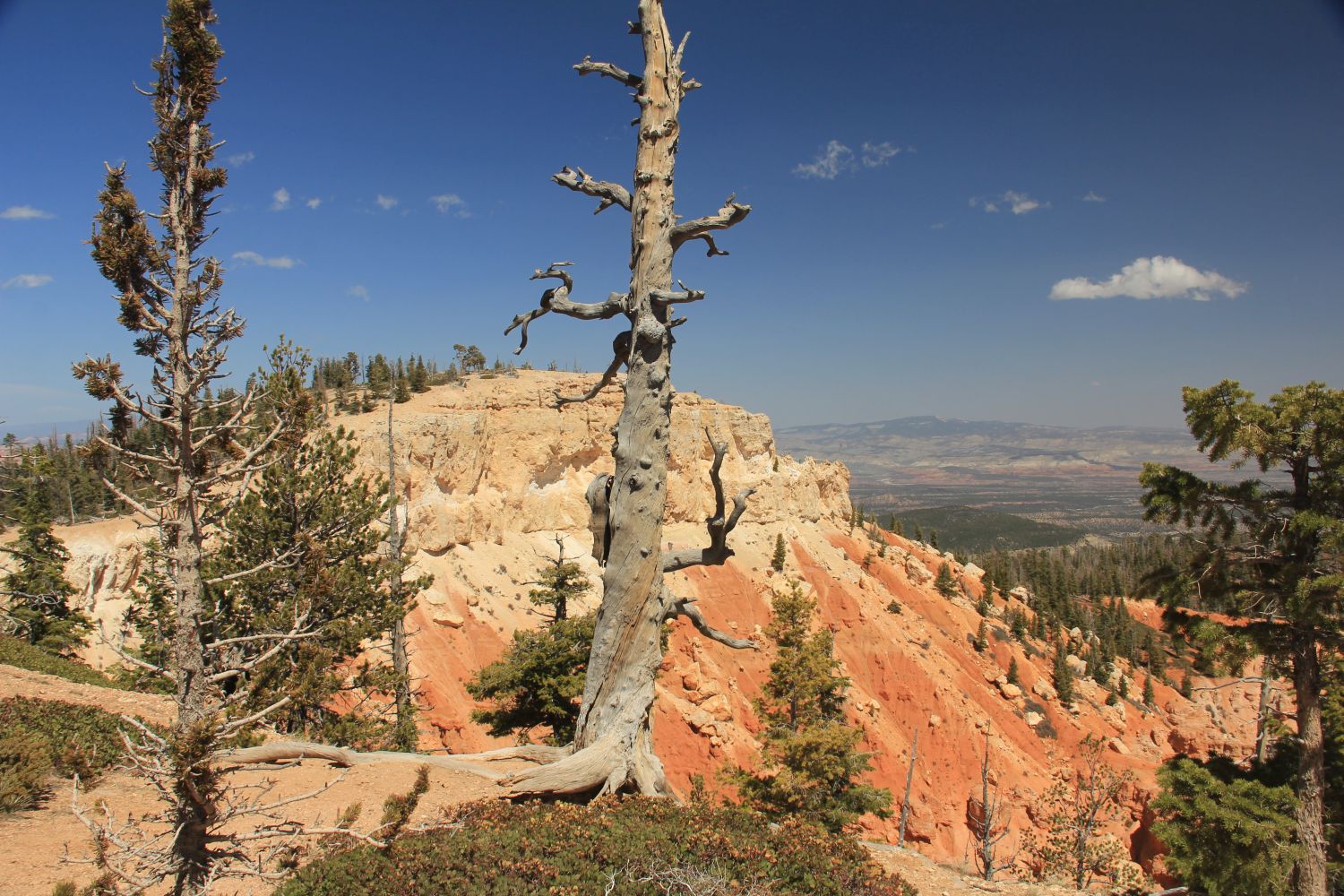 BristleCone Trail 